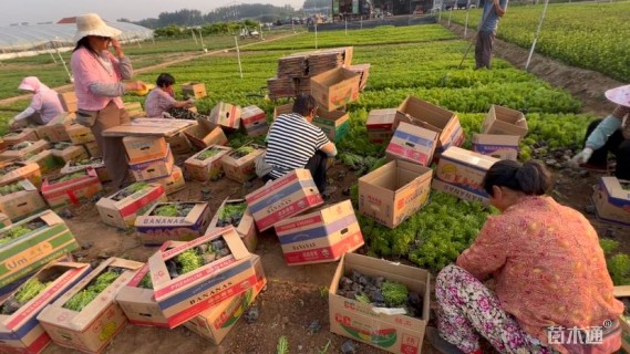 高度15厘米佛甲草