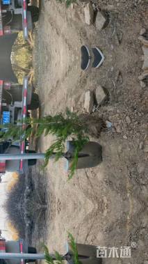 高度50厘米小龙柏