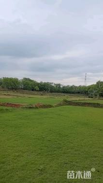 草块状马尼拉草