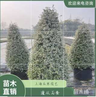 高度150厘米灌从石蚕