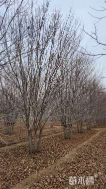 高度800厘米丛生美国红枫
