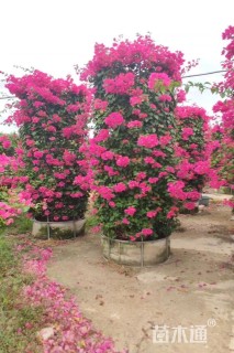 高度200厘米三角梅柱