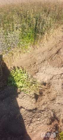 高度50厘米小叶女贞