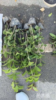 高度40厘米四季桂小苗