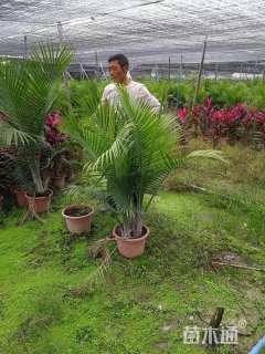 裸干高10厘米国王椰子