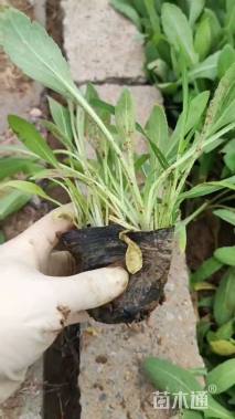 高度20厘米天人菊