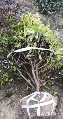 冠幅80厘米红叶石楠球