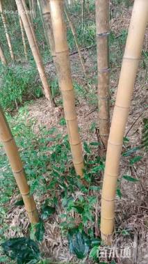 容器苗黄条金刚竹