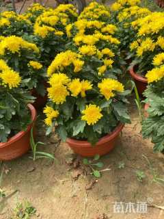 高度40厘米千头菊