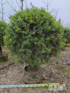 高度150厘米多花红千层