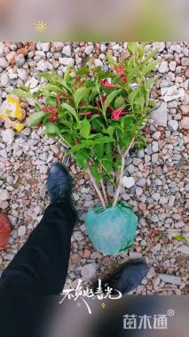 高度50厘米红王子锦带