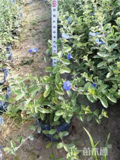 高度20厘米蓝星花