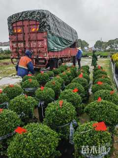 冠幅60厘米冬青球