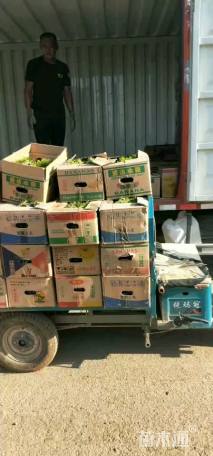 高度18厘米雏菊