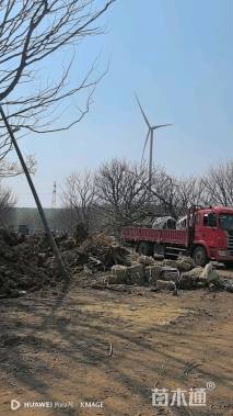 73公分多杆朴树