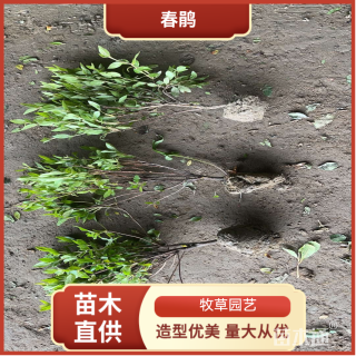 高度30厘米春鹃