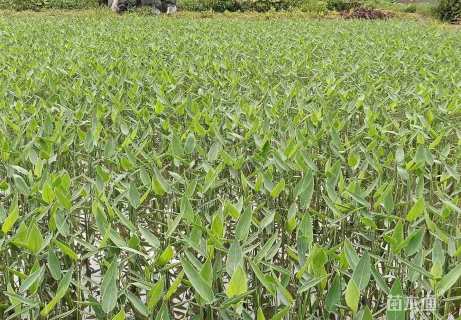 高度30厘米再力花