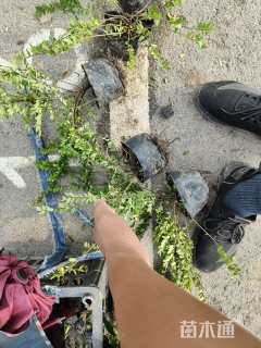 高度20厘米亮绿忍冬