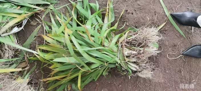 高度40厘米蓝花鸢尾