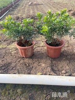 高度20厘米米兰