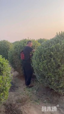 冠幅120厘米卫矛球