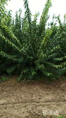 高度250厘米丛生蜡梅