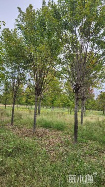 13公分美国红枫