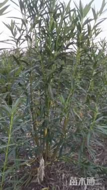 高度220厘米夹竹桃