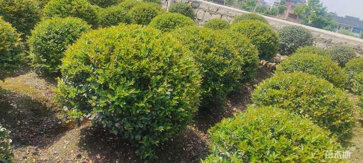 冠幅130厘米茶梅球