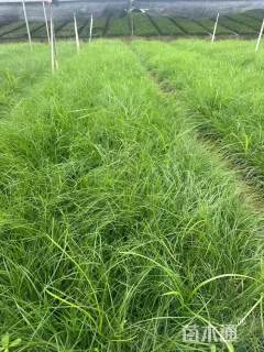 高度30厘米小兔子狼尾草