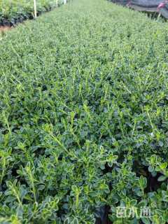 高度25厘米六月雪