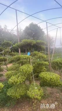 10公分造型瓜子黄杨