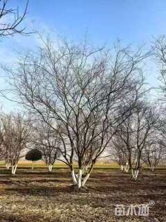 40公分(5杆)丛生朴树