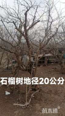 高度300厘米果石榴