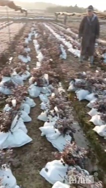 高度20厘米红花继木