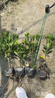 高度40厘米海桐