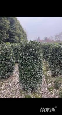 高度180厘米大叶黄杨
