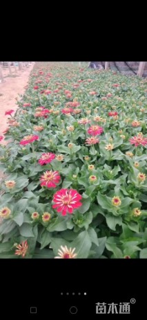 高度15厘米百日草
