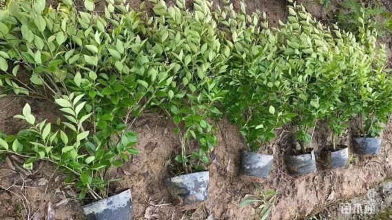 高度30厘米金森女贞