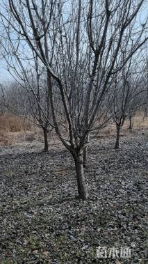 8公分红宝石海棠