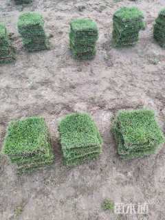 草块状草皮
