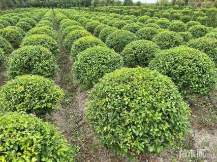 冠幅120厘米金禾女贞球