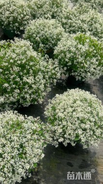 高度20厘米大戟