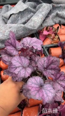 高度10厘米矾根