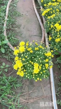 高度20厘米国庆菊