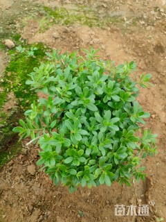 高度20厘米太阳花