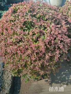 高度30厘米小丑火棘