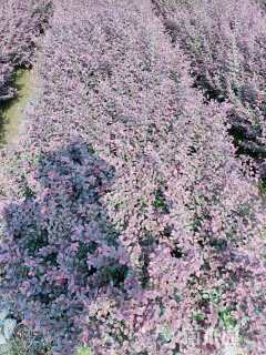 高度30厘米红花继木小苗