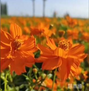 高度30厘米硫华菊