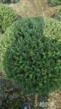 原生苗完美冬青球